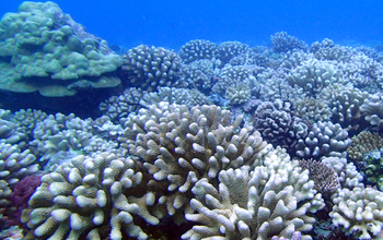 Branching, mounding corals on the Moorea forereef, 8 years after the hurricane and seastar outbreak.